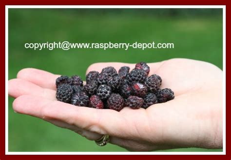 Black Raspberry Recipes - Ideas for Black /Wild /Black Cap Raspberries