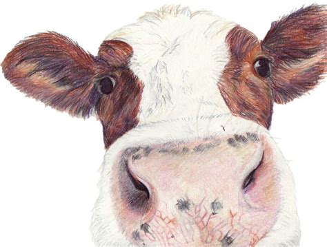 Moo. Coloured pencil sketch. Color Pencil Drawing, Pencil Sketch, Pencil Drawings, Art Drawings ...