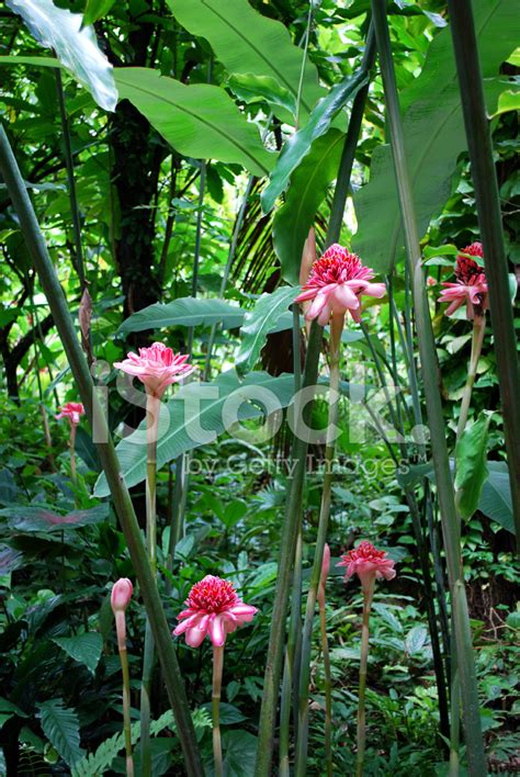 Jungle Flowers Stock Photo | Royalty-Free | FreeImages