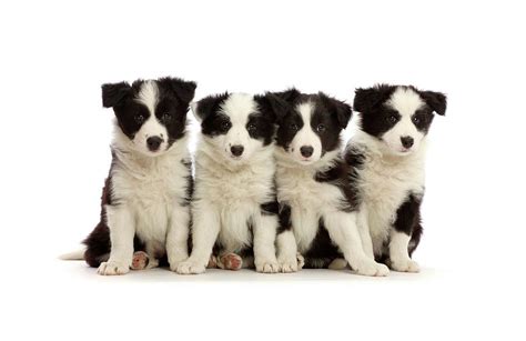 All Black Border Collie Puppies