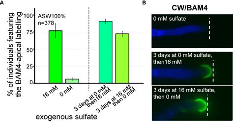 Frontiers | Presence of Exogenous Sulfate Is Mandatory for Tip Growth in the Brown Alga ...