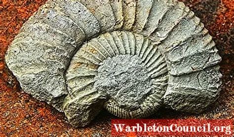 Geochronology: history, what it studies, research examples - science - 2024