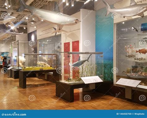 Royal Ontario Museum Exhibits Editorial Image - Image of museum ...