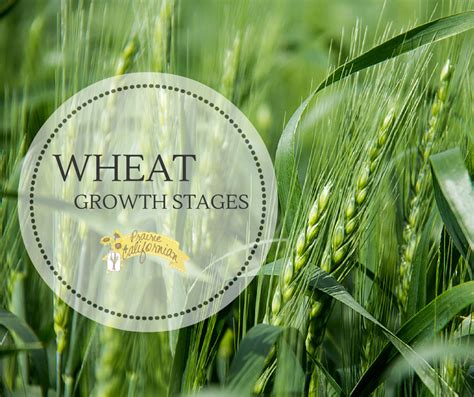 Wheat Growth Stages