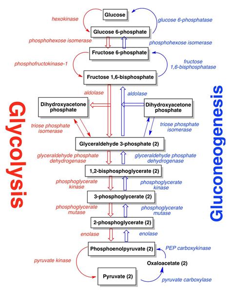 Gluconeogenesis Pathway: A Biochemistry Guide