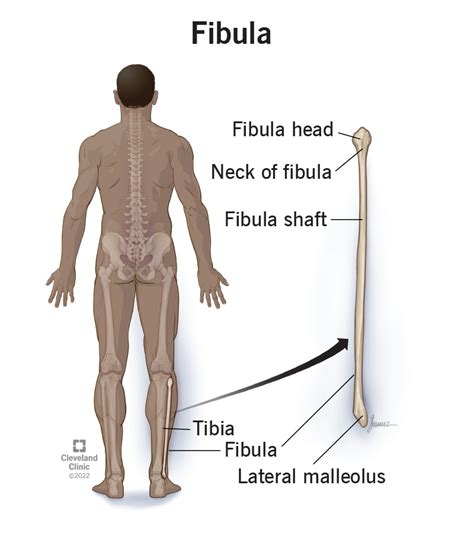 Tibia And Fibula Diagram