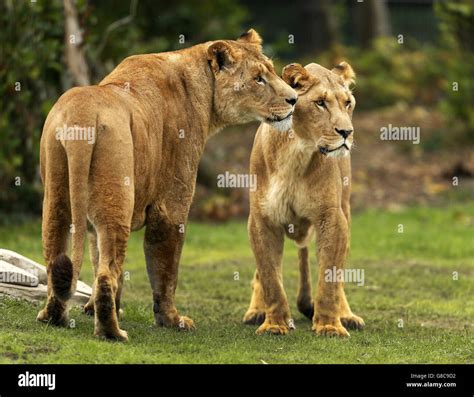 Ex-circus lions arrive at Five Sisters Zoo Stock Photo - Alamy