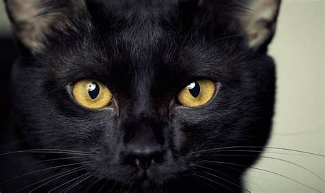 Black Cat Breeds