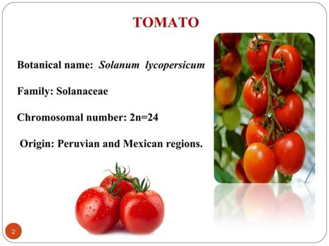 Tomato production technology