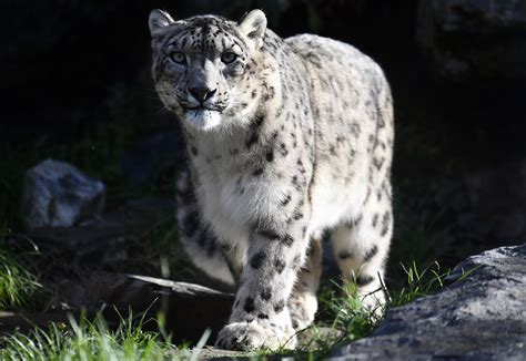 Three Snow Leopards at Nebraska Zoo Die of COVID a Month After Testing Positive - Newsweek