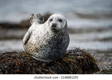 Earless Seal Seal Seals Resting On Stock Photo 2148881295 | Shutterstock