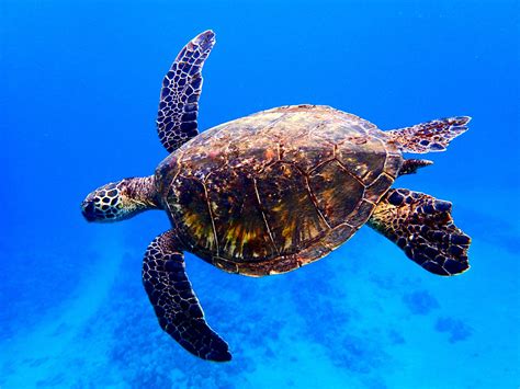 sea turtles on Maui Facts | Sea turtle facts, Sea turtle, Turtle facts