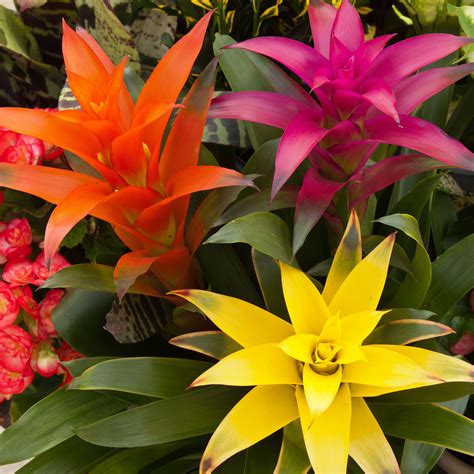 The 4 Best Bromeliads for Indoors Tropical Flower Plants, Colorful Plants, Exotic Plants, Exotic ...