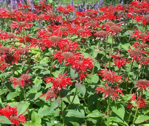 Bee Balm Scarlet Red Shades Monarda Didyma Seeds