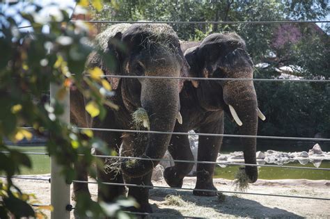 Denver Zoo leaders are working to diversify their organization