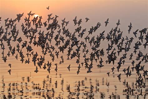 Part 2: Your Turn to Map Bird Migration! | Audubon Alaska