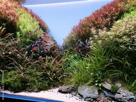 Aquascape aquarium with various freshwater plants. Green and red ...