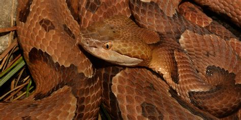 Northern copperhead | Smithsonian's National Zoo and Conservation Biology Institute