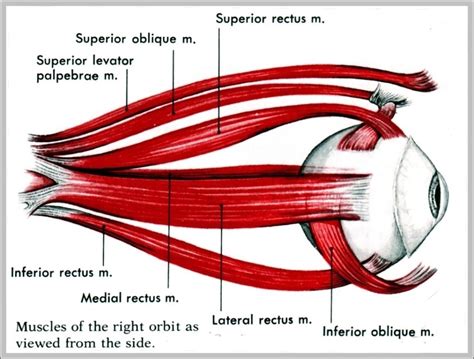 Diagram Of Eye Muscles Image | Anatomy System - Human Body Anatomy ...