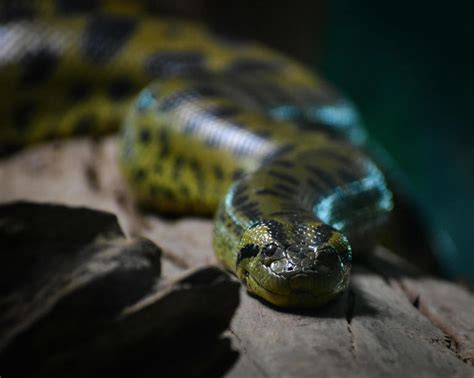 Science Recognizes New Species of Giant Snake: Northern Green Anaconda