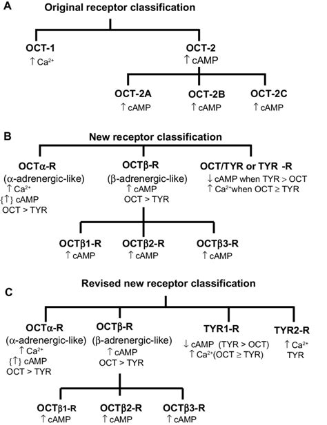 Classification schemes of octopaminergic receptors. (A) Original scheme ...