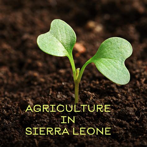 Agriculture in Sierra Leone