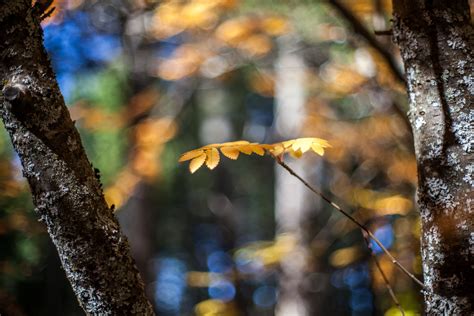 autumn, Bokeh, Autumn, Splendor, Leaves, Fall, Nature, Splendor, Lights ...