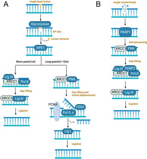 Does single-strand DNA break repair capacity influence oocyte ...