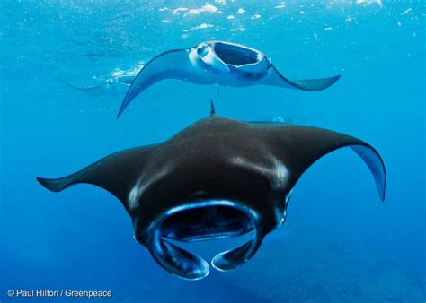 Manta Ray - Greenpeace USA