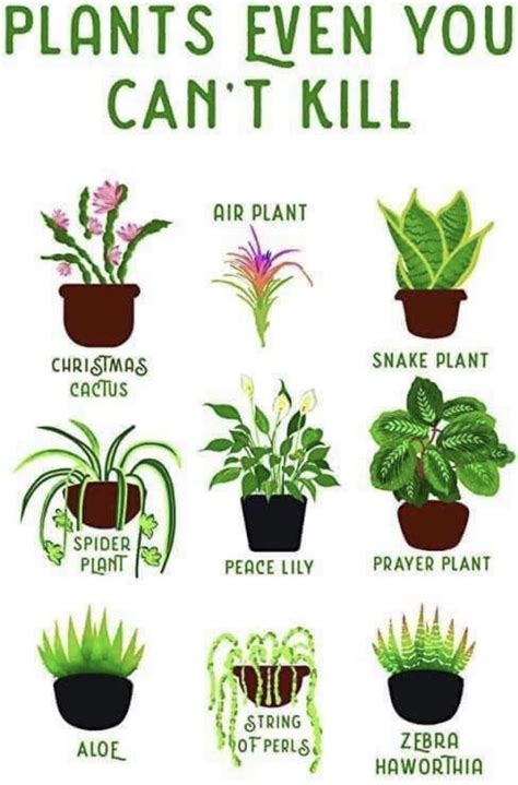 Plants even you can’t kill : r/houseplants