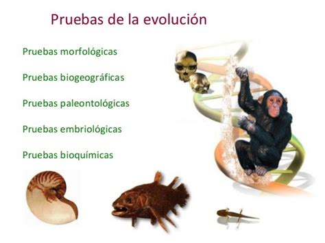 Teoria de la evolucion