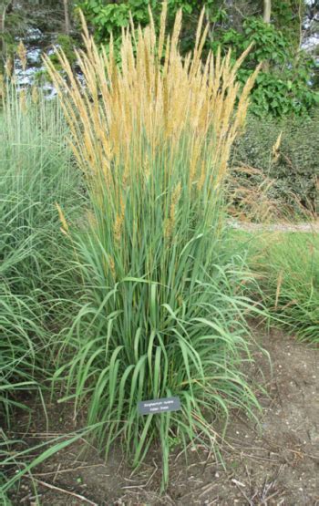 3.14 Indiangrass – Gardening with Native Grasses in Cold Climates