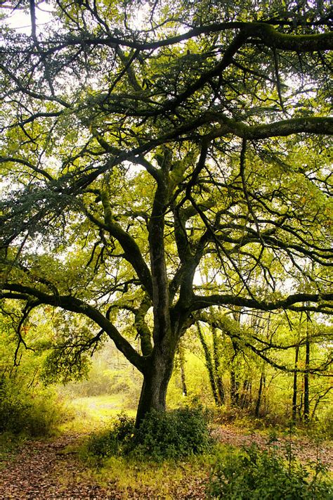 Oak Tree Branches In Sunlight Photograph by Georgia Fowler