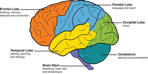 Parts Of The Brain And What They Do