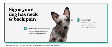 Dog neck pain: symptoms and when to seek treatment