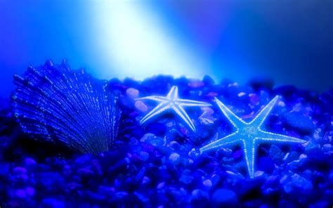 super starfish wallpaper | Underwater wallpaper, Underwater pictures ...