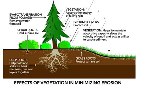 Plants vs Erosion: The Power of Erosion Control Plants