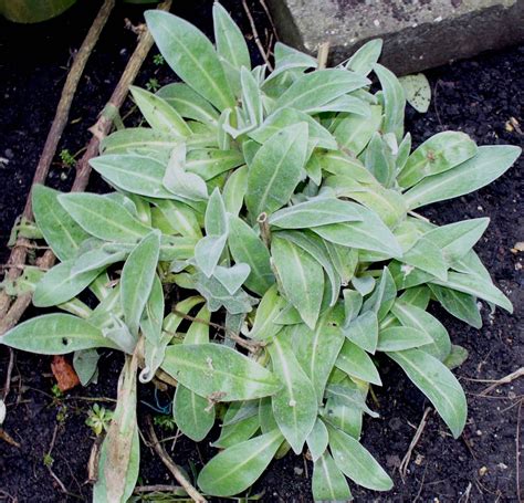 CENTAUREA MONTANA (Mountain Cornflower) - Highbury Wildlife GardenHighbury Wildlife Garden