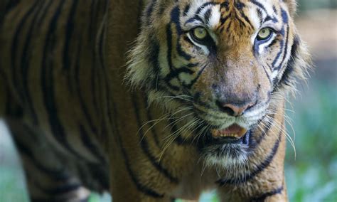 malayan-tiger_6107263.jpg | Photos | WWF