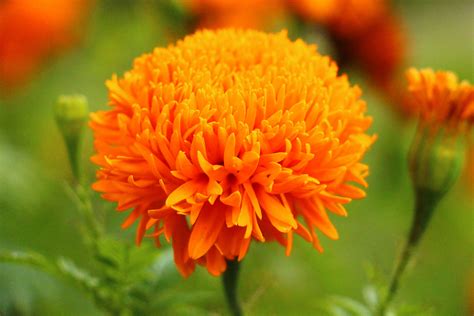 1600x900 wallpaper | orange spider chrysanthemums | Peakpx