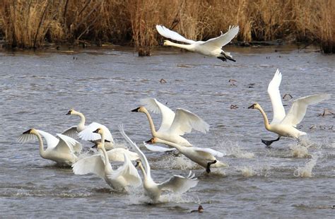 tundra swans near Brownsville MN 2K3A7293 | You might say th… | Flickr