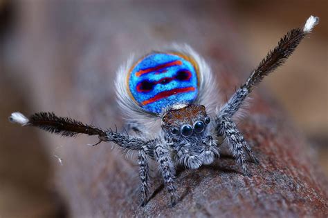 Peacock Spider Maratus Speciosus by Photographer Jurgen Otto