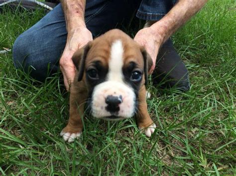 AKC Boxer Puppies for Sale 2 females and 7 males Loyalton - Puppies for ...