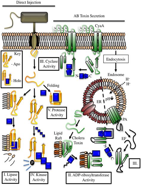 Examples of cofactor regulation of secreted bacterial enzymes. Toxins... | Download Scientific ...