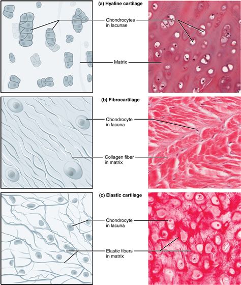 Connective Tissue, Muscle Tissue, Epithelial Tissue, & Nervous Tissue