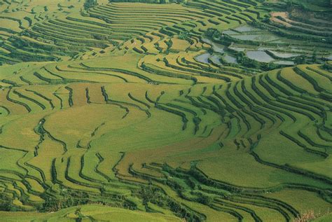 Aerial View Of Terraced Rice Paddies Photograph by Peter Essick | Fine ...