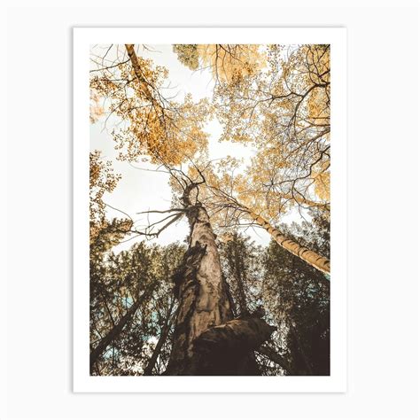 Tree Canopy Art Print by Boheme At Home - Fy