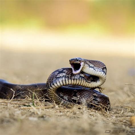 Common Trinket Snake - Facts, Diet, Habitat & Pictures on Animalia.bio