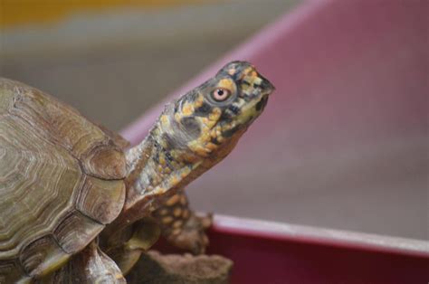 How Big Of A Tank Do You Need For A Box Turtle? - Turtle Pet Guide