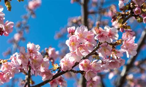 Plum Blossom vs Cherry Blossom: Is There a Difference? - A-Z Animals